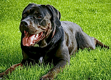 Köpeklerde Kireçlenme (osteoartrit) Nedir?