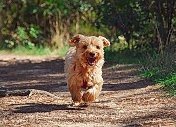 Küçük Köpek Irkları ile Büyük Köpek Irklarının Karşılaştırması
