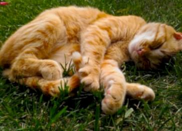 Sarman Cinsi Kedi Özellikleri ve Bakımı