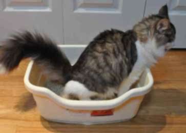 Kedi Kumu Seçerken Dikkat Etmemiz Gerekenler Nelerdir?