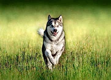 Ruh Sağlığınızı Korumak İçin Köpek Sahiplenmek Doğru mu?