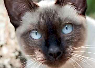Mekong Bobtail Cinsi Kedi Özellikleri ve Bakımı
