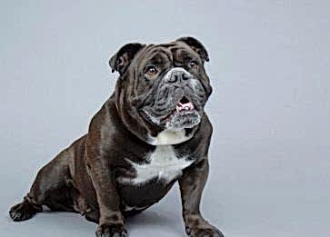 Victorian Bulldog Cinsi Köpek Özellikleri ve Bakımı