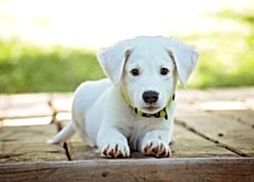 Köpek Sahibi Olmanın Kanıtlanmış Faydaları Nelerdir?