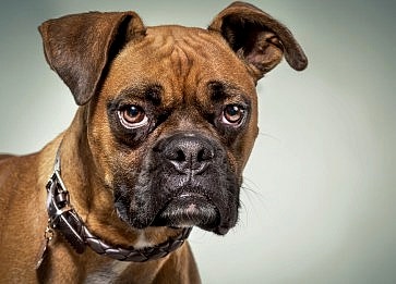 Köpeklerde Görülen En Yaygın Davranış Sorunları