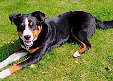 Appenzell Dağ Cinsi Köpek Özellikleri ve Bakımı