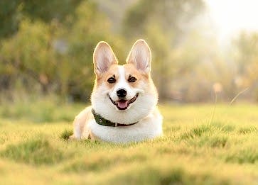 Köpek Beslenmesi: Sağlıklı ve Dengeli Bir Diyet İçin Öneriler