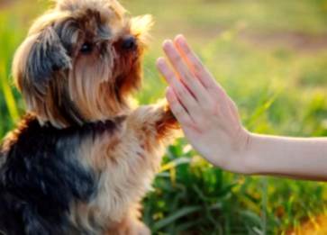 Yavru Köpeklerinizi Mutlu Edin: Etkin Çözümler