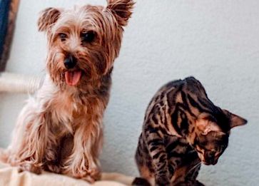 Köpek ve Kedilere Et Kemik Tavuk Suyu Verilir mi?