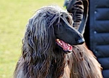 Afgan Tazısı Cinsi Köpek Özellikleri ve Bakımı