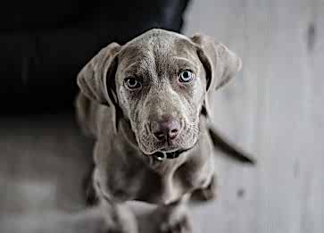 Yavru Köpek Sahiplenme Rehberi: Yeni Dostunuza Nasıl Hazırlanmalısınız?