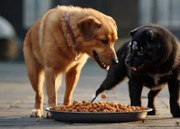 Köpek Beslenmesi: Doğru Yiyecek ve Beslenme İpuçları