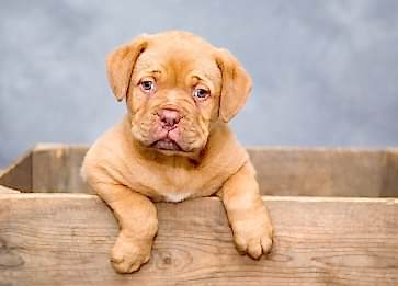 Köpeklerde Kanlı İshal Belirtileri ve Tedavisi