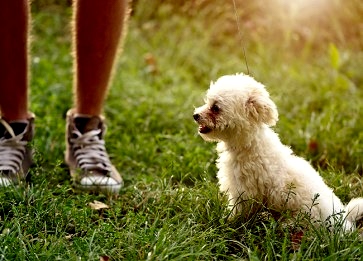 Bichon Frise Cinsi Köpek Özellikleri ve Bakımı