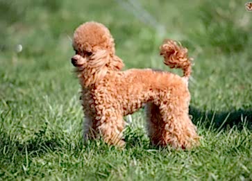 Evde Yalnız Kalamayan Köpek Cinsleri Hangileridir?