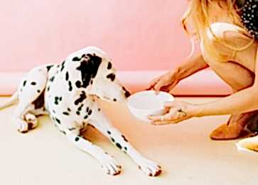 Köpeklerde İştahsızlık ve Nedenleri