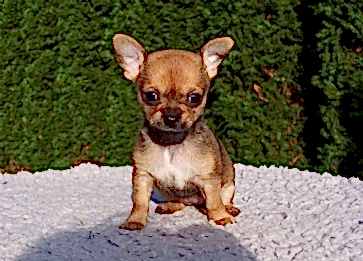 Chihuahua (Şivava) Mama Seçimi İpuçları Nelerdir ve Nelere Dikkat Etmeliyiz ?