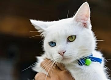 Turkish Van Kedisi Tüm Özellikleri ve Bakımı
