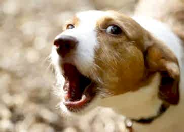 Köpeğim Sürekli Havlıyor. Ne Yapmalıyım?