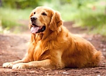 Golden Retriever Cinsi Köpek Özellikleri ve Bakımı