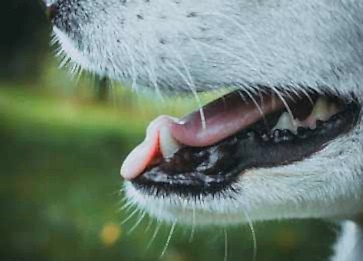 Köpeğimin Ağzı Kokuyor. Sebebi Ne Olabilir?