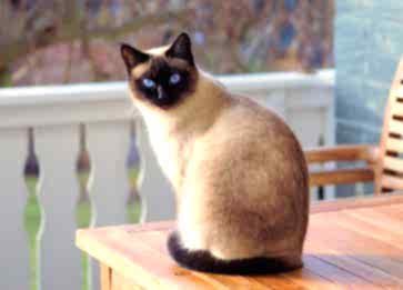 Evde Kedi Bakımı Nasıl Olmalı, Mutlu Bir Kedi İçin İpuçları