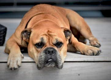 Köpeklerde İdrar Kaçırma Tedavisi Nasıl Yapılır?