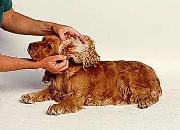 Köpeklerde Sıkça Görülen Parazitler ve Korunma Yöntemleri