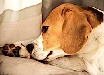Köpeklerde Uyuz Belirtileri Nelerdir?