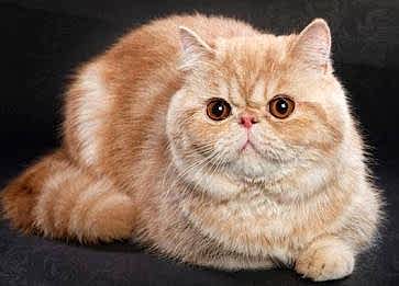 Exotic Shorthair Kedisi Özellikleri Nelerdir Bakımı Nasıldır?