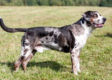Catahoula Leopar Köpeği Özellikleri ve Bakımı