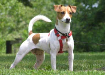 Jack Russell Cinsi Köpek Özellikleri ve Bakımı