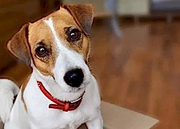 Jack Russel Cinsi Köpek Özellikleri ve Bakımı