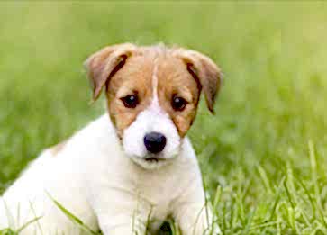 Köpeğim Garip Davranıyor. Sebebi Ne Olabilir?