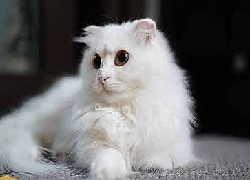 Napolyon Cinsi Kedi Özellikleri ve Bakımı