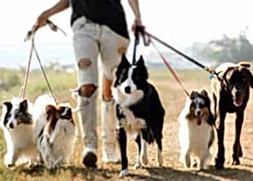 Köpek ve Diğer Canlılar Depremi Önceden Hissedebilir mi?
