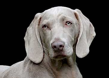 Köpek Eğitiminde Başarılı Olmanın Altın Kuralları